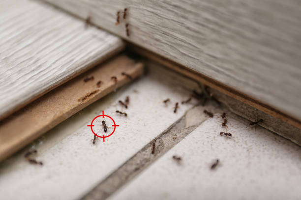 Best Pest Removal Services  in Harvard, NE