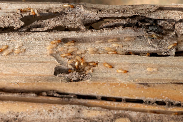 Best Best Pest Control Companies  in Harvard, NE
